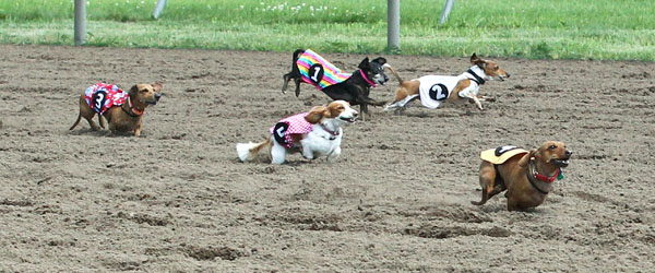 Canterbury Park Wiener Dog Races Canterbury Park Wiener Dog Races