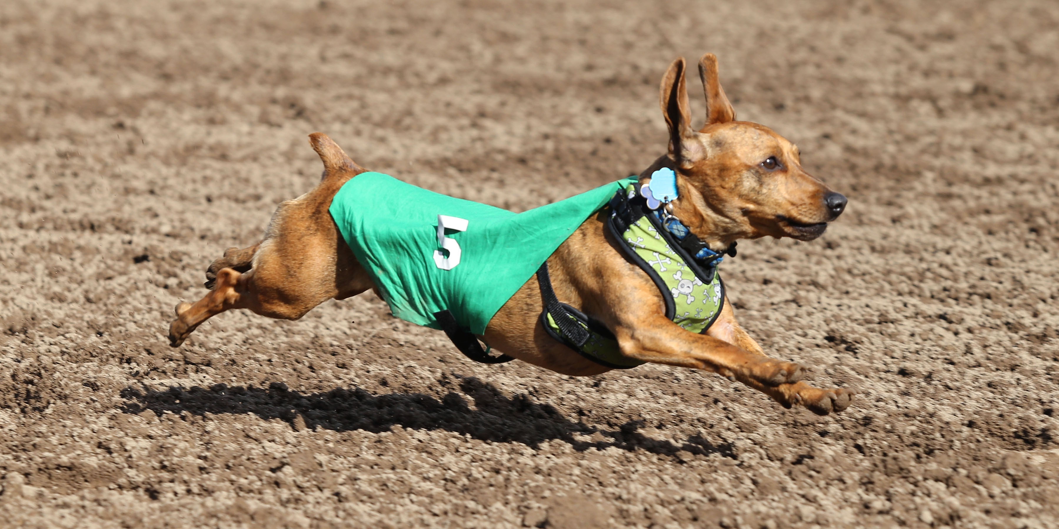 Wiener Dog Wars Canterbury Park