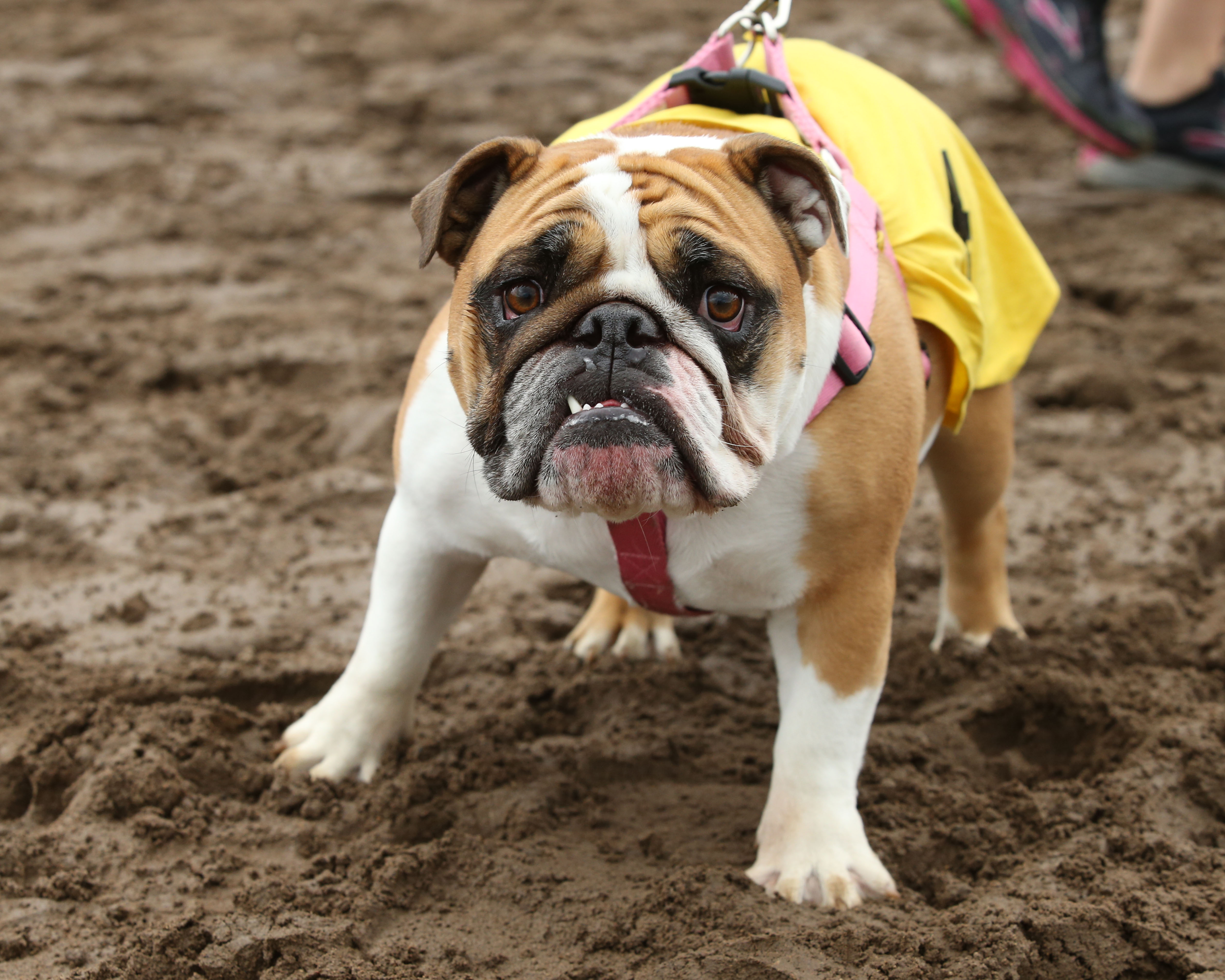 Running of the Bulldogs Canterbury Park