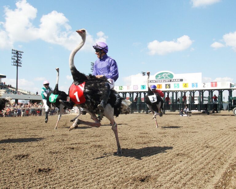 Extreme Race Day Canterbury Park