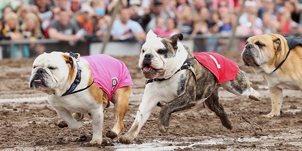 Running of the Bull Dogs 009