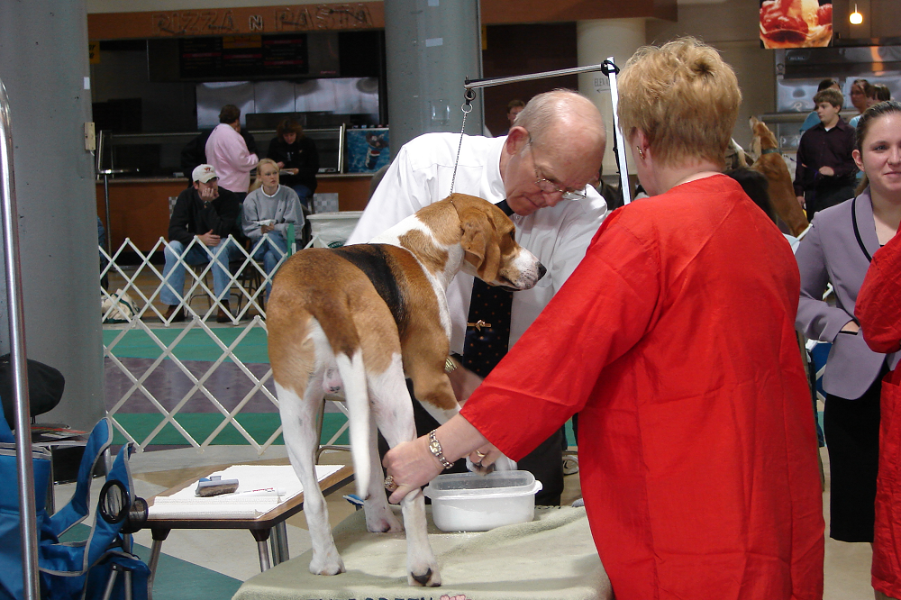 The Minneapolis Kennel Club Dog Show is set for Nov. 18-19 at Canterbury Park.