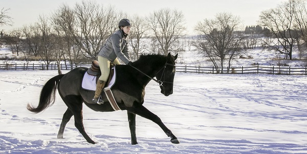 Another Retired Racehorse Success Story
