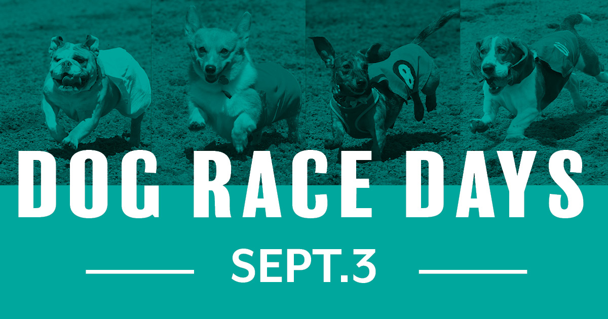 Best in Show Dog Races