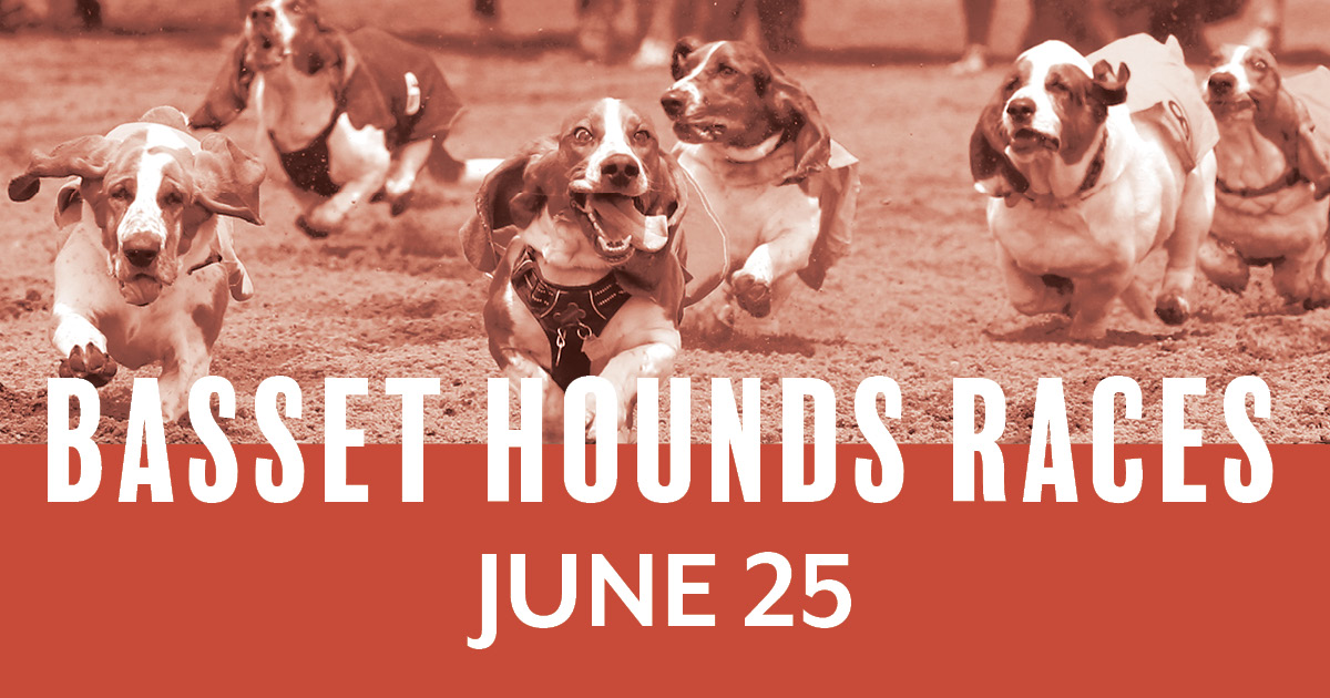 Basset Hound Races