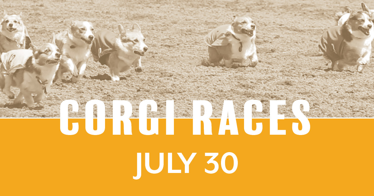 Corgi Races