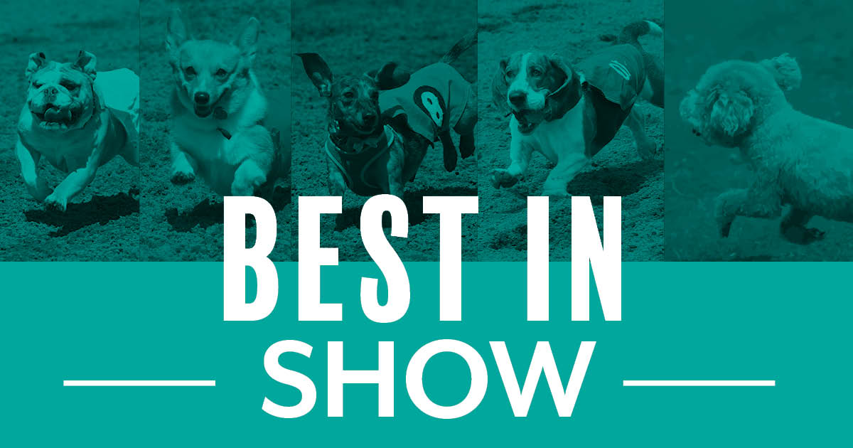 Best in Show Dog Races