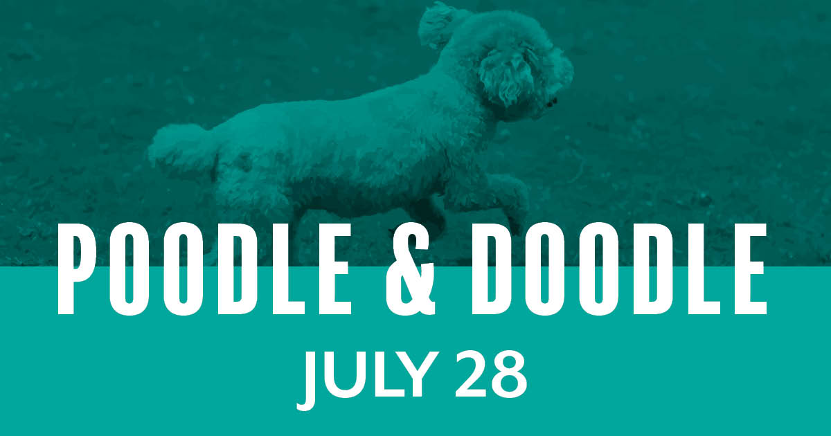 Miniature Poodles & Doodles Race