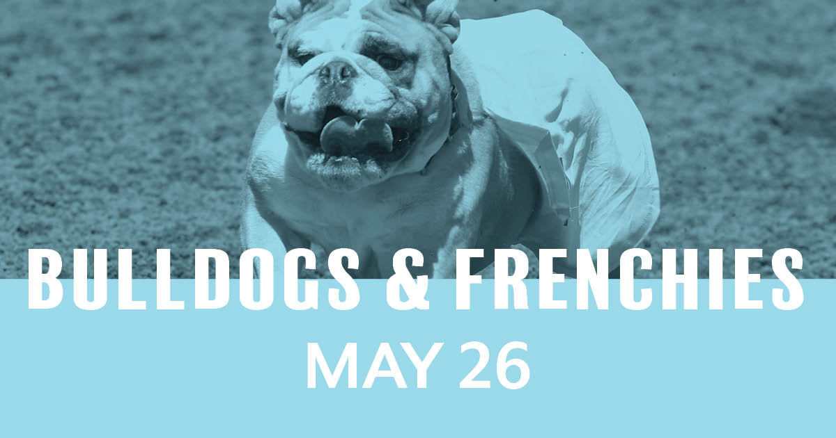 Bulldogs & Frenchies Races