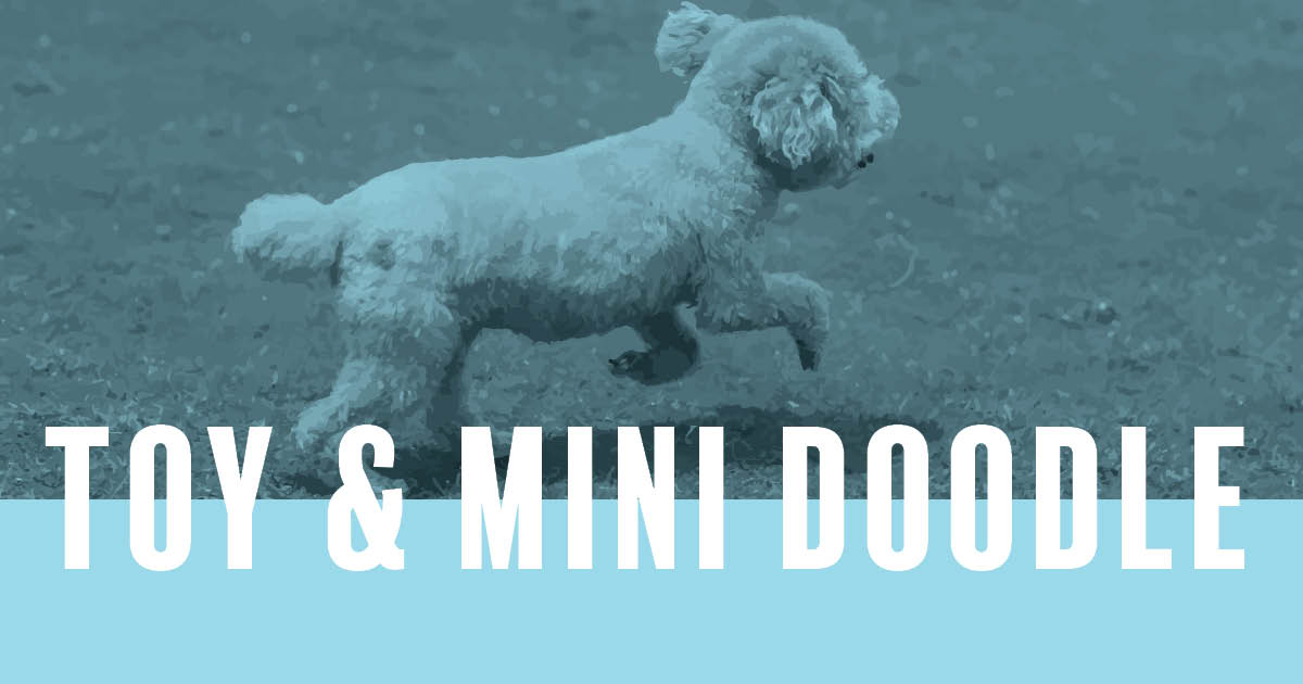 Toy & Miniature Doodle Races