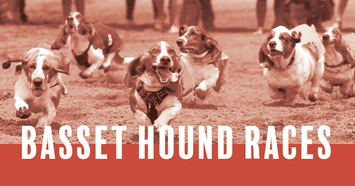 Basset Hound Races