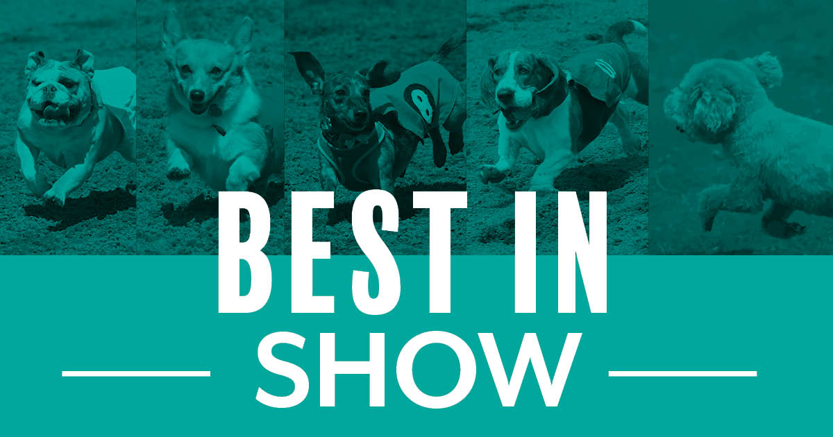 Best in Show Dog Race Championship