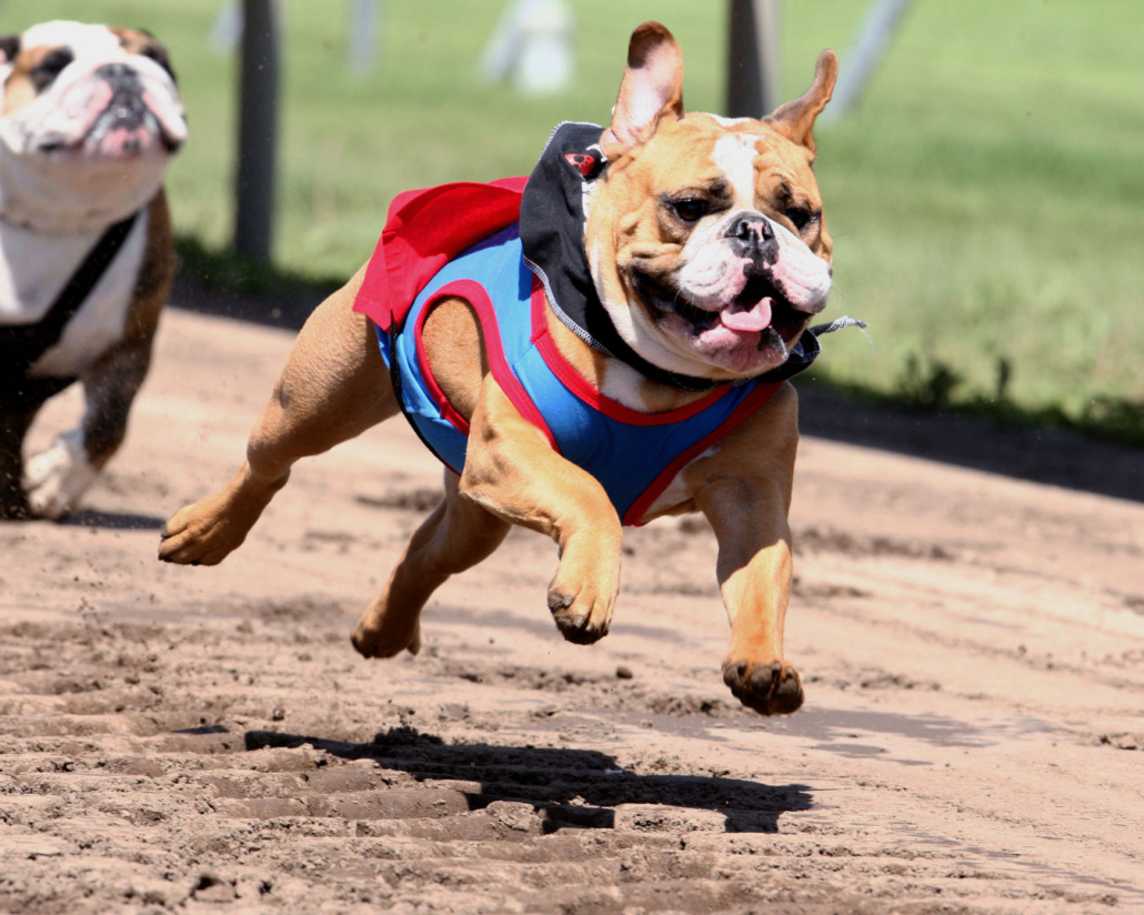 Bulldog-1030x824