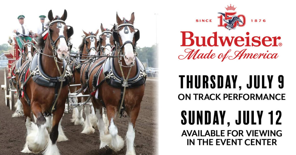 Budweiser Clydesdales On Track Performance