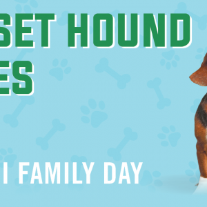 2026_BassetHound_Web2